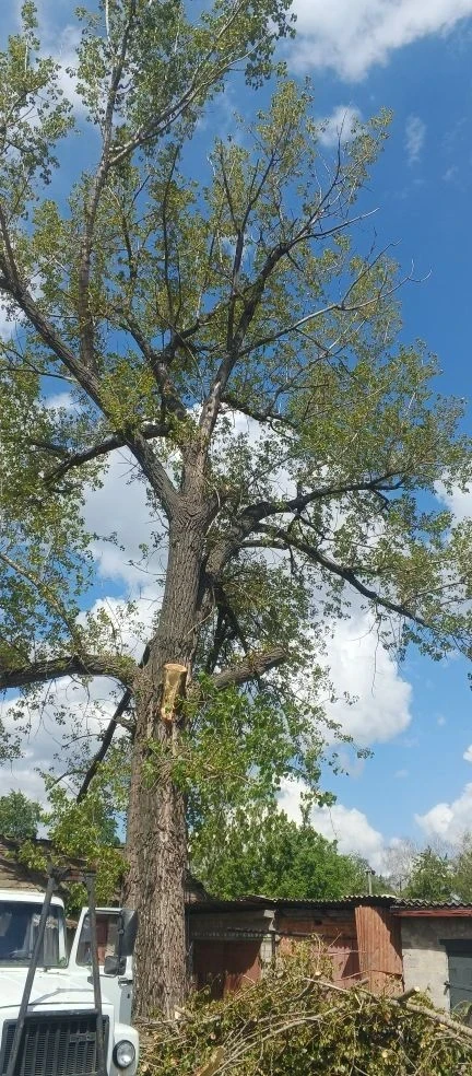 🌳 Работники МБУ Центр "Благоустройства" проводят мероприятия по кронированию и спилу аварийно-опасны