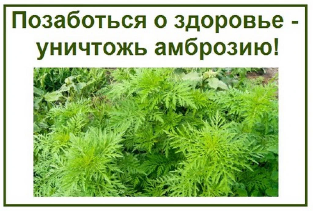 ❗️Уважаемые жители, руководители предприятий и землепользователи!

Управление Россельхознадзора по Д