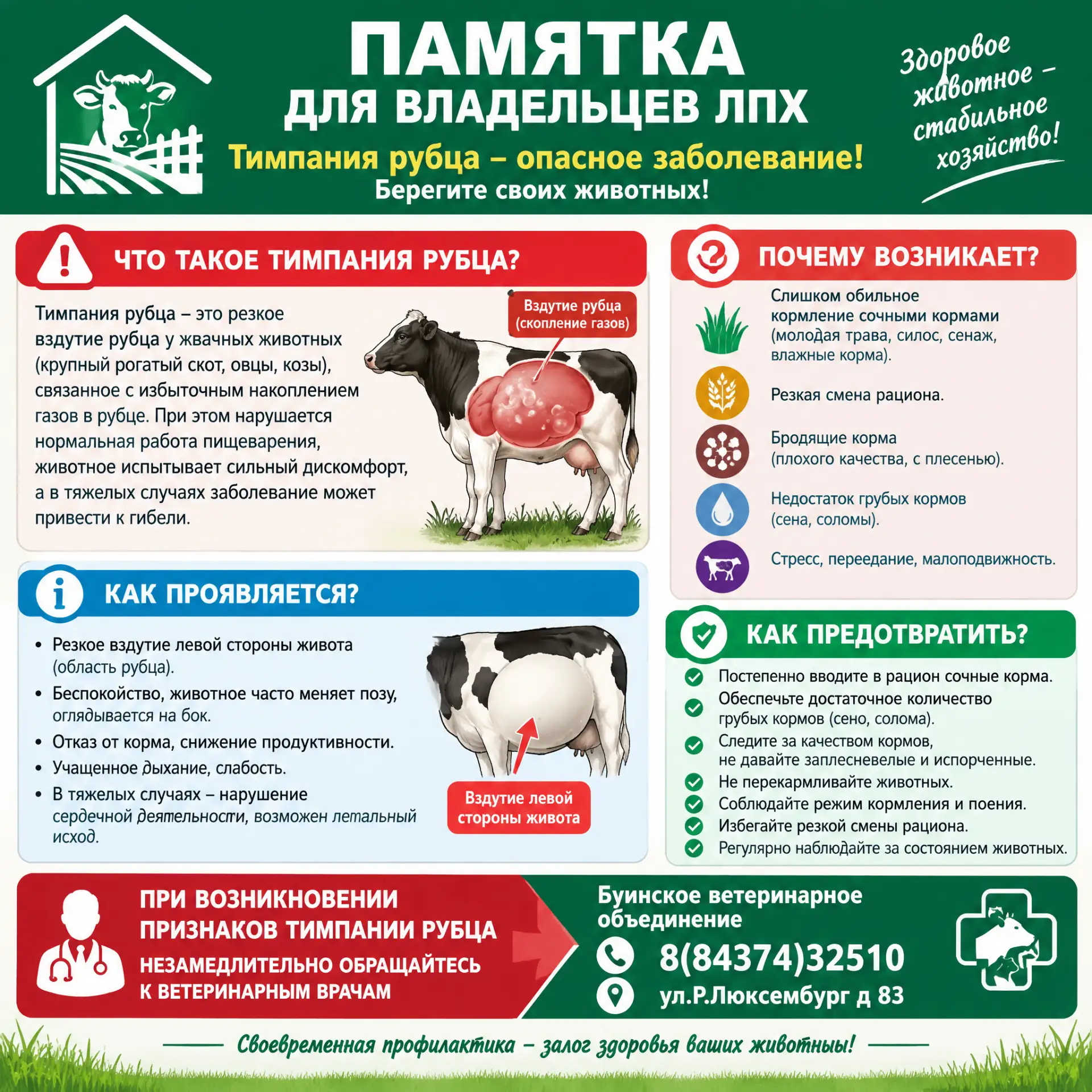 Тимпания рубца (острое вздутие)