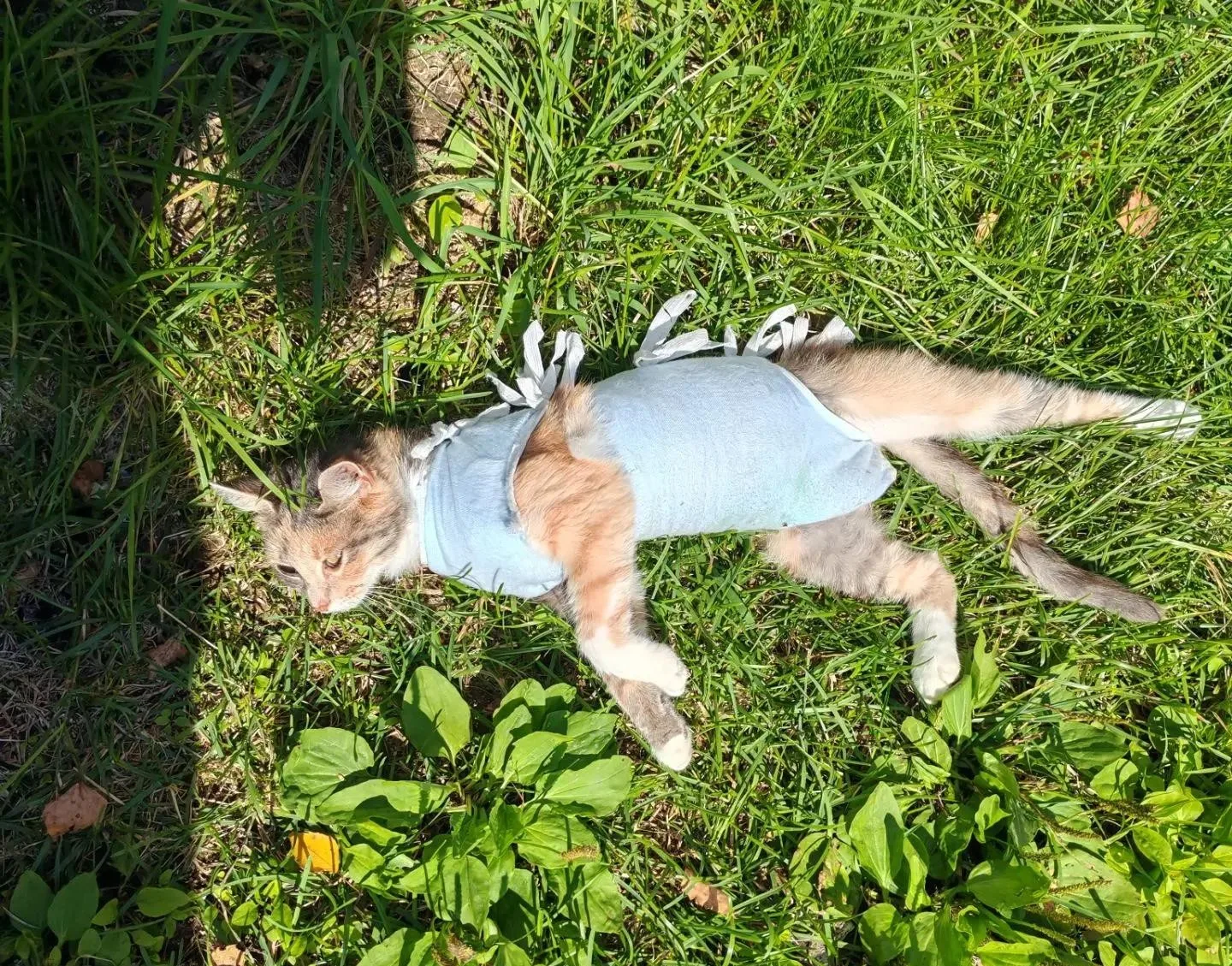 🐈«Друзья, помогите найти дом чудесной кошечке! 💛