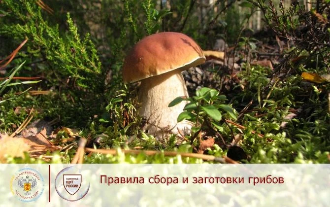 Грибная пора: чек-лист безопасного сбора, чистки и заготовки