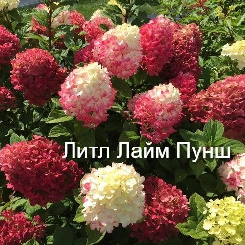 Сорт Литл Лайм Пунш - компактная и очень яркая красавица с крупными соцветиями, меняющи...