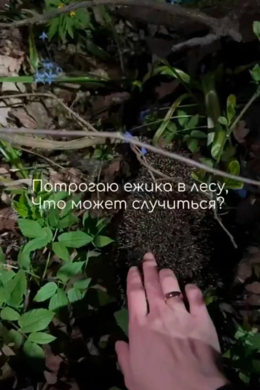 «Когда решила погладить ёжика» — история о том, как одна встреча с животным обернулась для девушки т