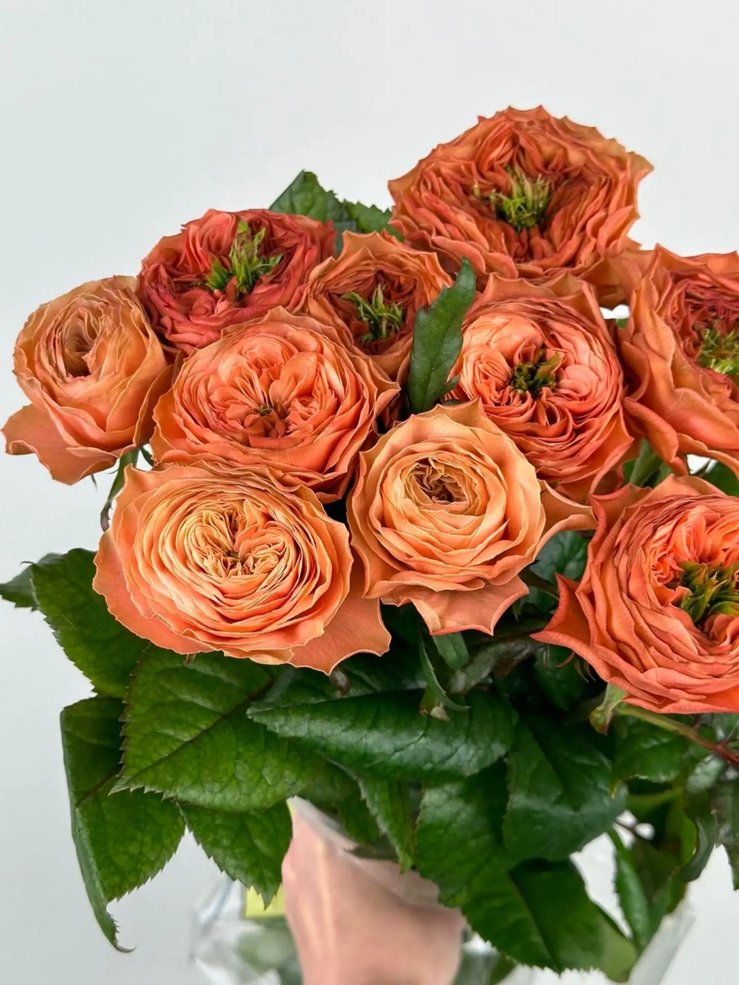 🌸 Свежее поступление