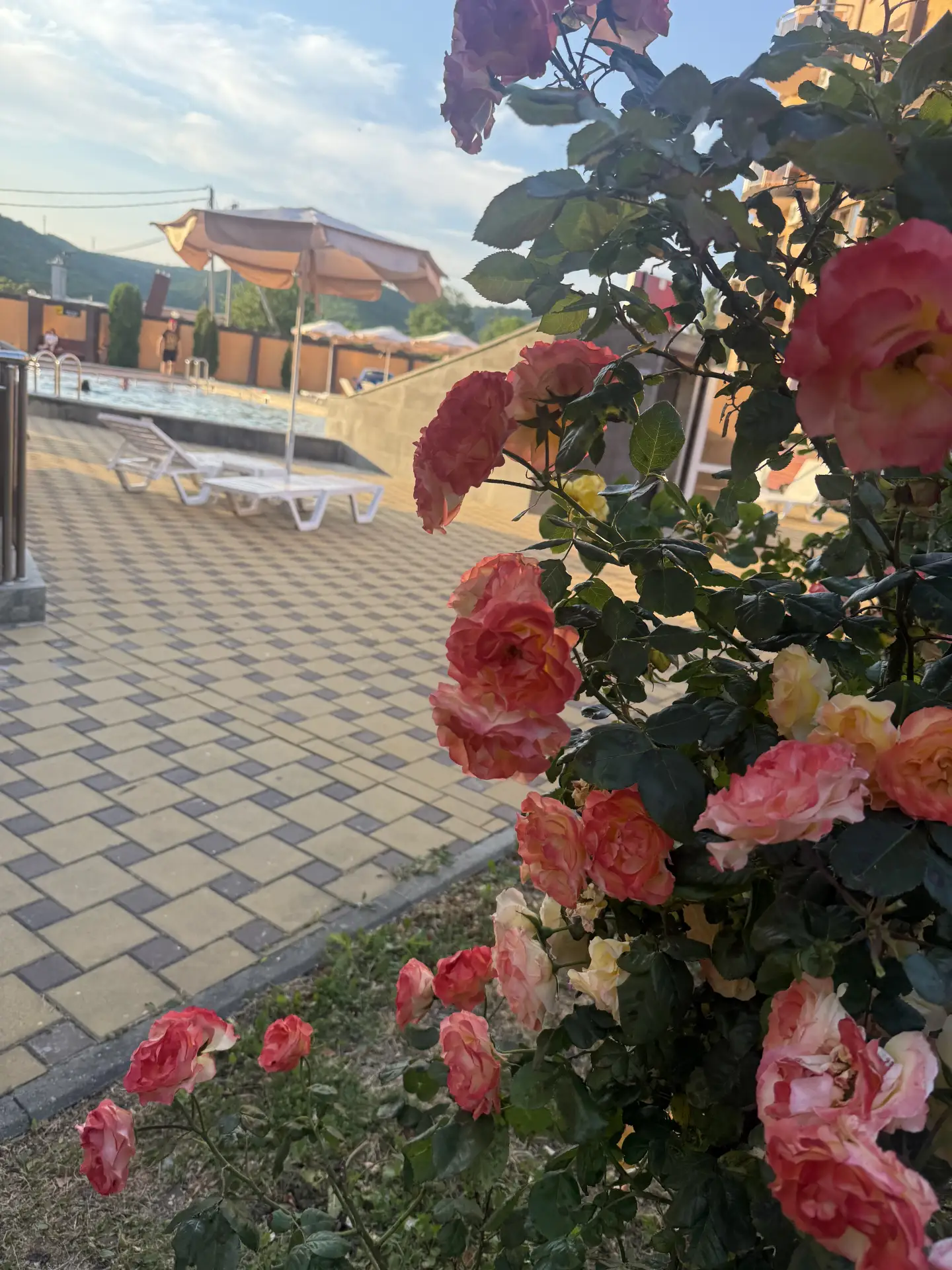 Аллея роз на территории отеля не оставляет равнодушными ни одного гостя🌸