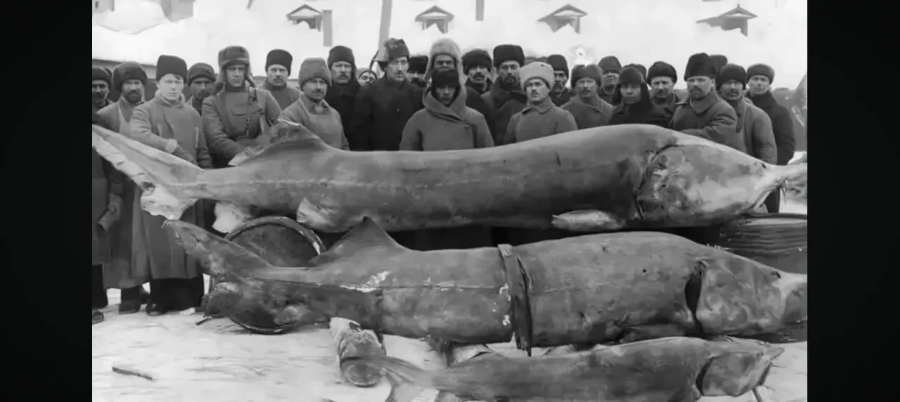 Вот такая рыба была раньше в Азовском море.
