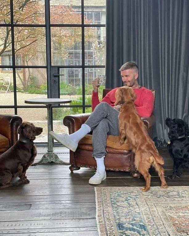 ЕЩЁ ОДИН ЗНАМЕНИТЫЙ СОБАЧНИК 🐕🐕🐕🐕🐕