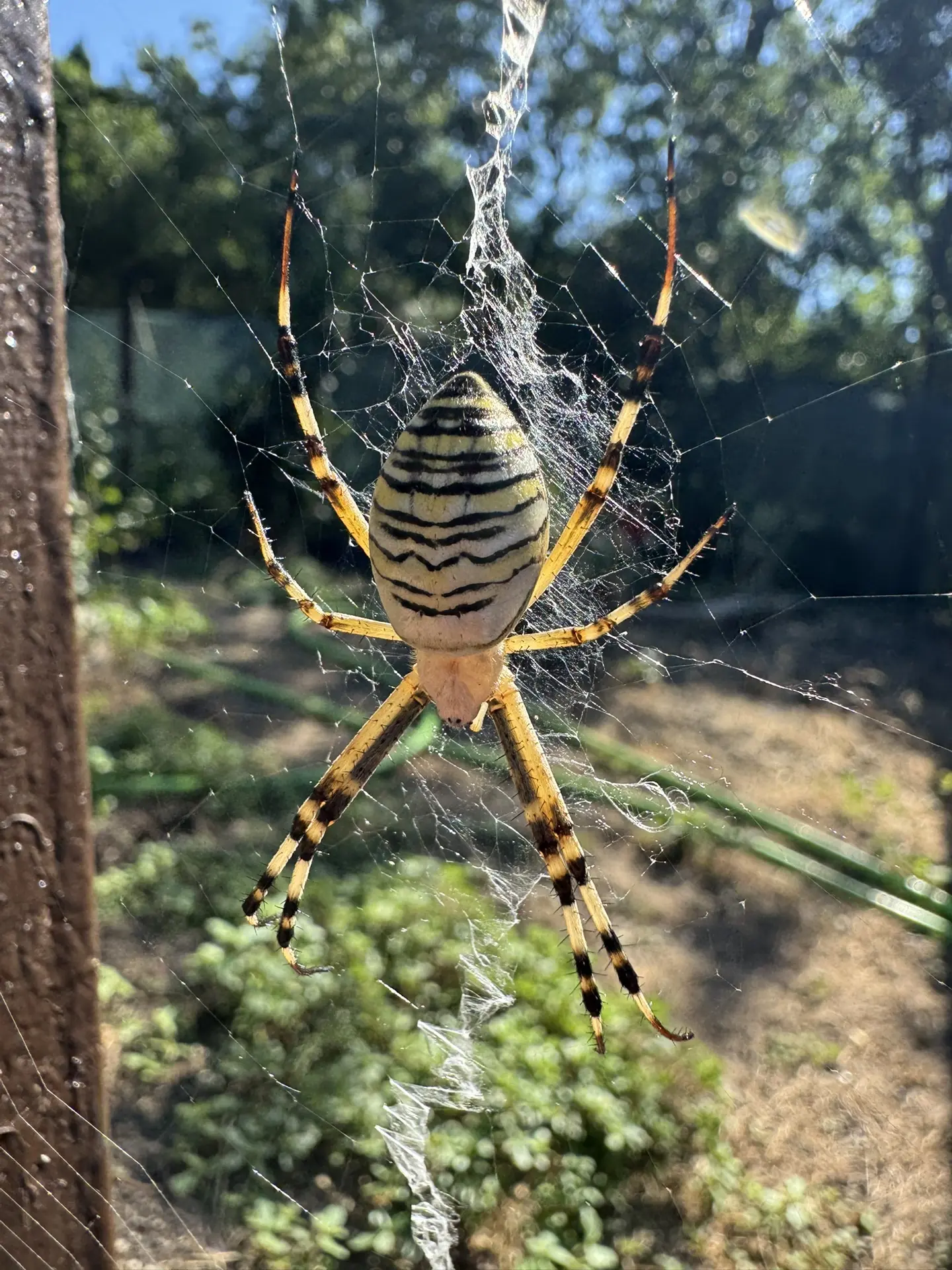 🕷️ Паук-оса: яркий, но безобидный сосед 🕷️