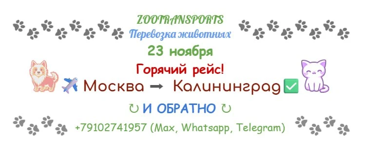 ✅ Контакты: +79102741957 (Max, Whatsapp, Telegram).