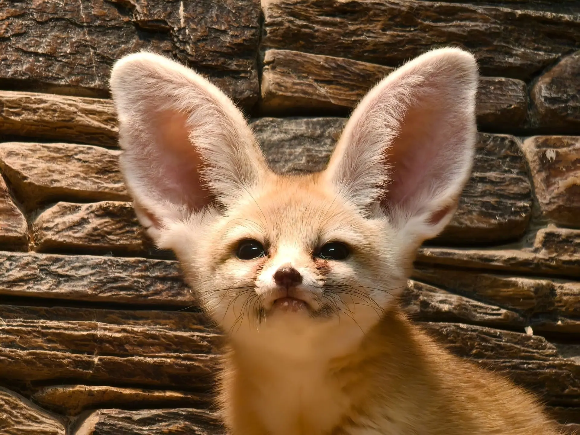 🦊 Фенек Зорро стал самым популярным питомцем Тульского экзотариума