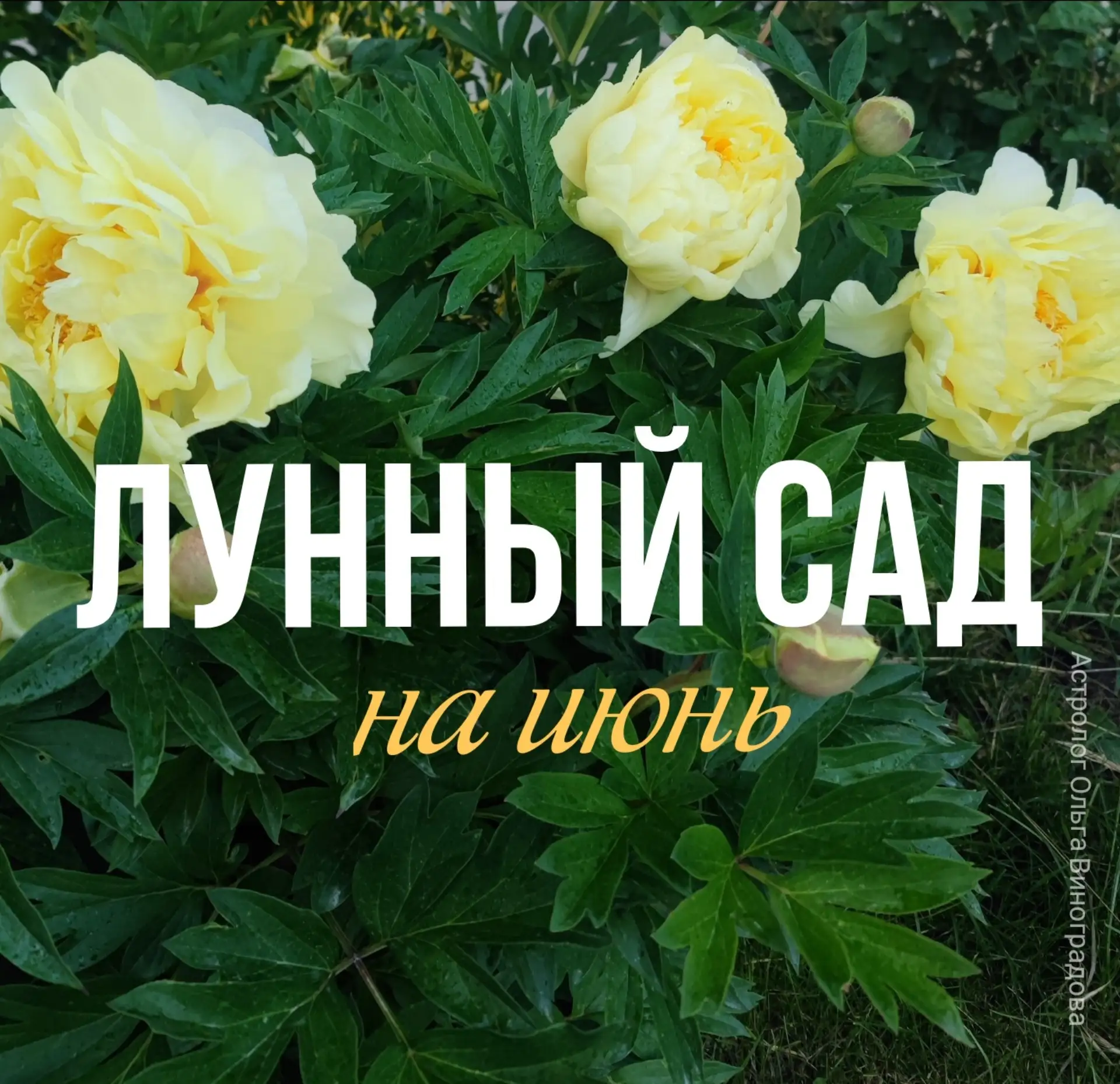 🌙 Лунный сад — ИЮНЬ