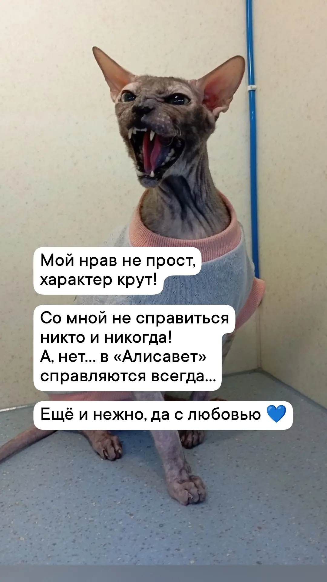 Не просто укрощение строптивого, а диалог на языке доверия 💙 И да, мы говорим на кошач...