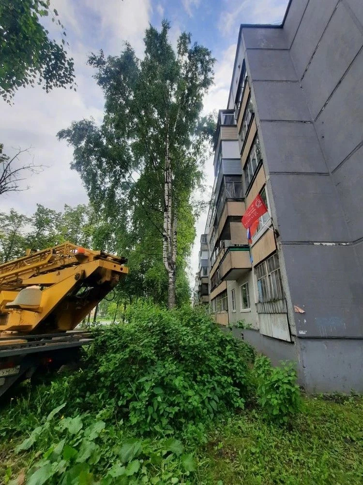 Горького, 74. Кронировали ветки березы близко расположенные к окнам собственников