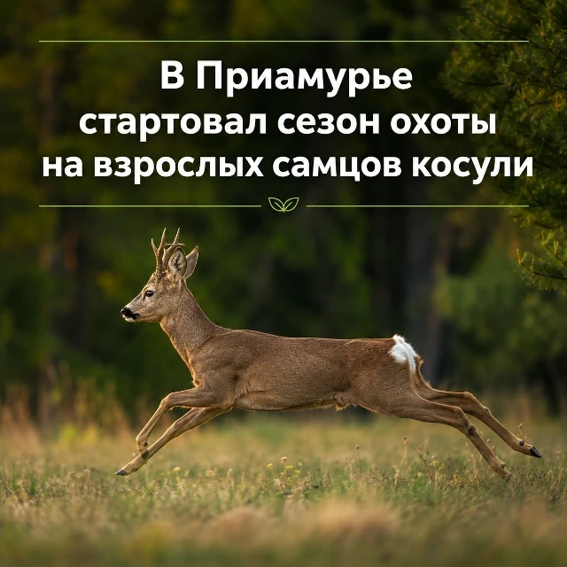 🦌 В Приамурье стартовал сезон охоты на взрослых самцов косули