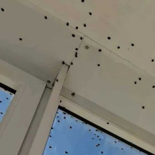 🐞 Нашествие божьих коровок: есть ли повод для беспокойства?