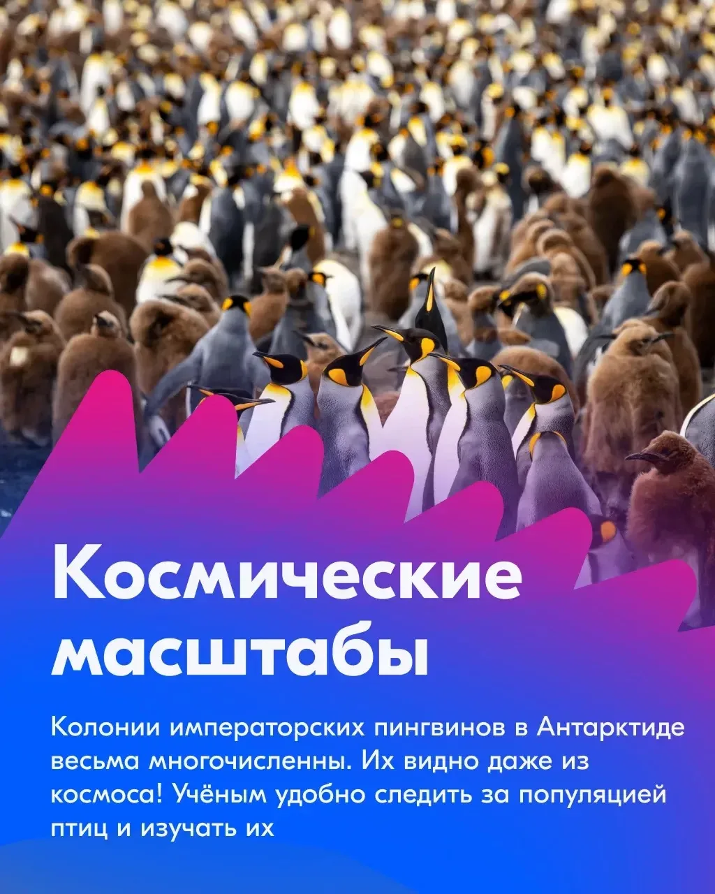 Ловим волну! Делаем ноги! Улыбаемся и машем!   😊 Ко Всемирному дню пингвинов подготовили несколько т