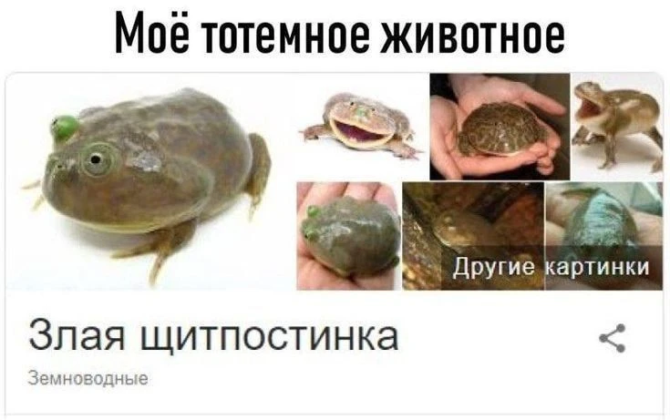 любим лягушек и жабок