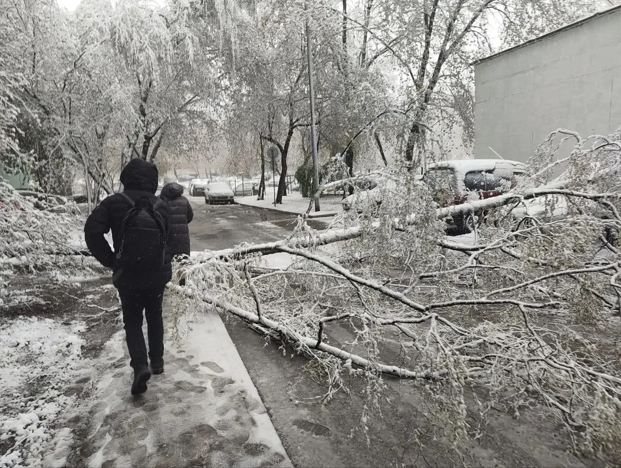 ❗️ВНИМАНИЕ В Москве и области массово падают деревья из-за налипшего снега  Мокрый снег ломает ветки