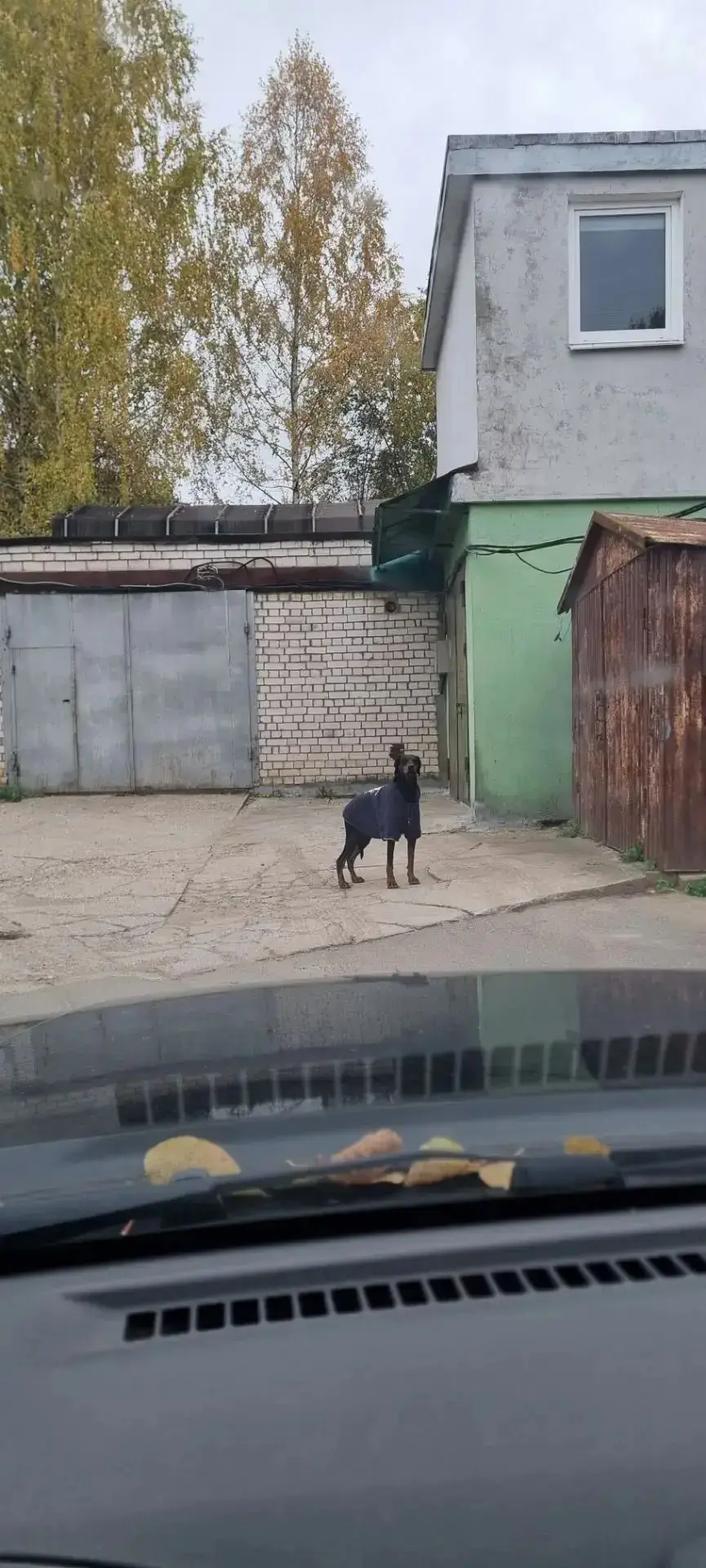 Кто потерял красавца, бегает на верхних гаражах