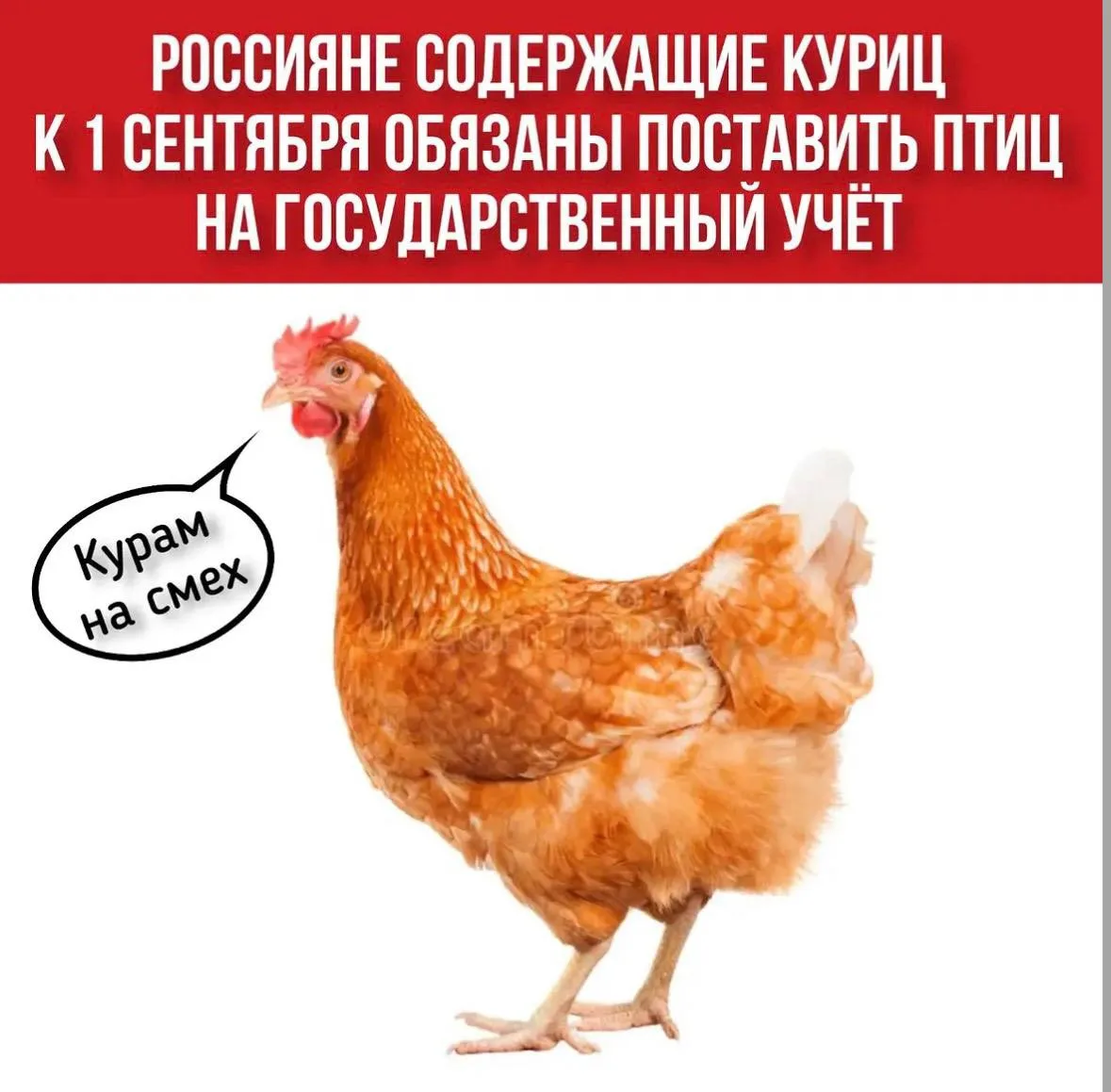 Россияне понесли куриц на регистрацию в МФЦ.