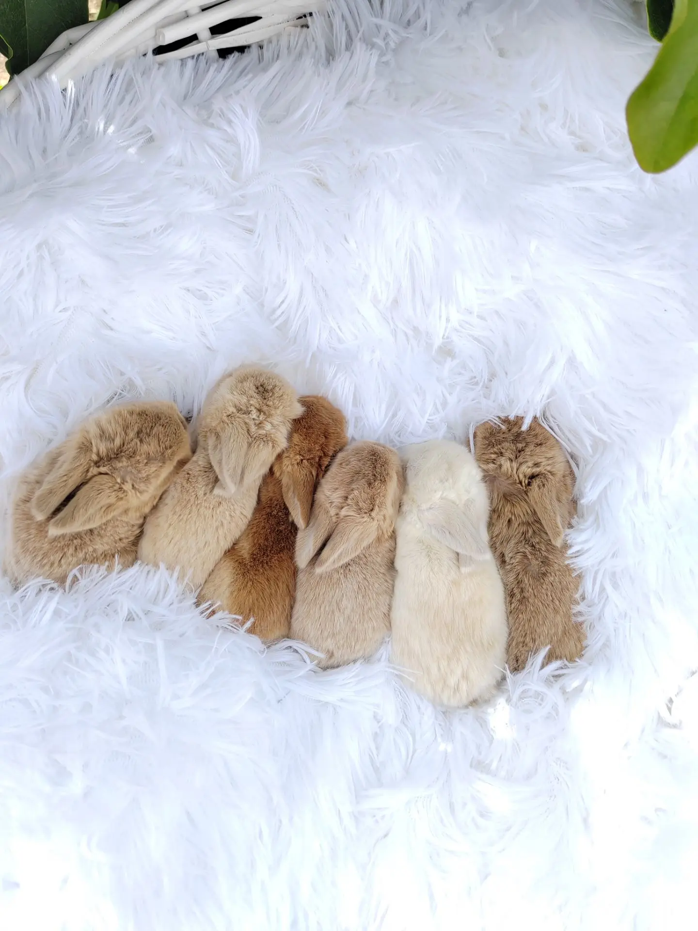 🥰 Наши чудесные малыши от пары Умка и Мила 🐰❤️🐰