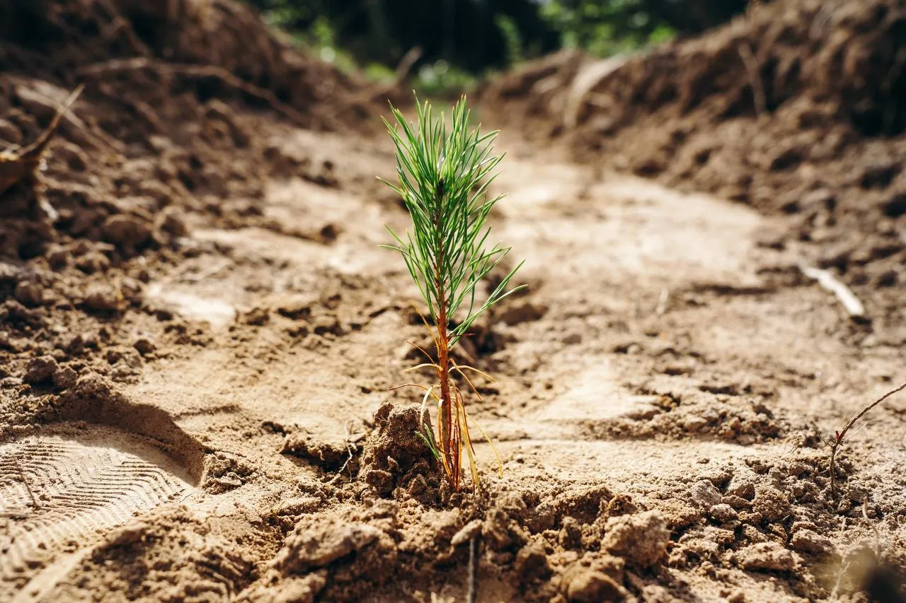 🌳 Больше 150 человек и около 1700 молодых деревьев и кустарников — итог экологических ...