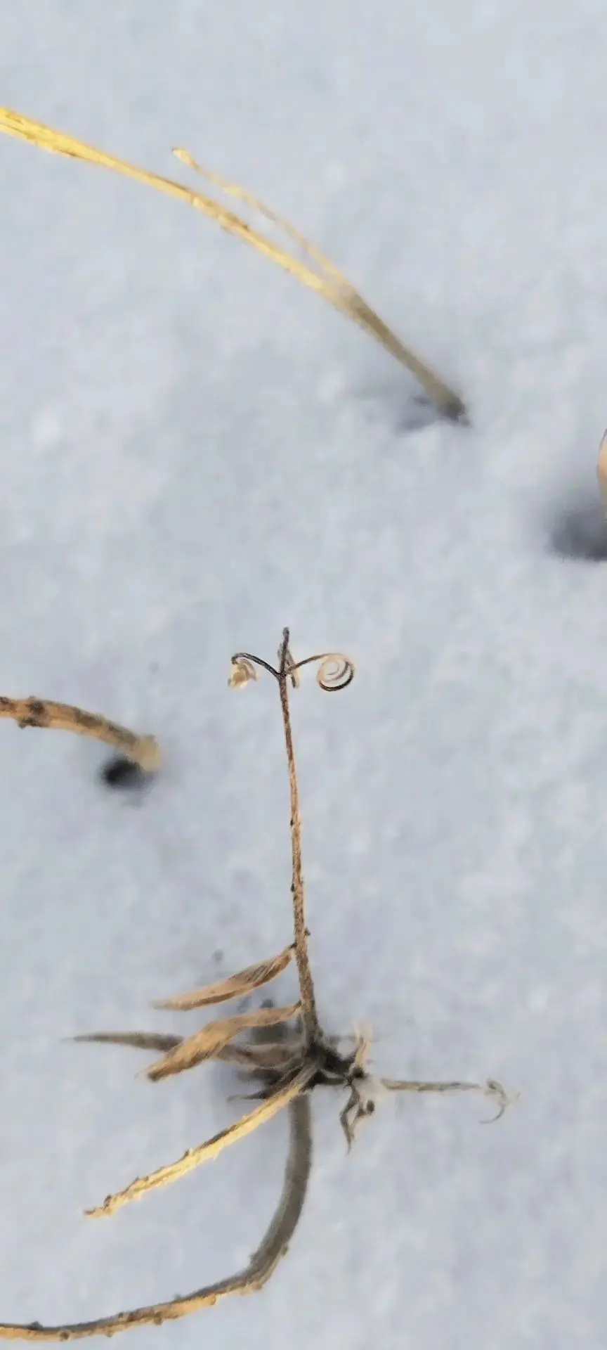 ❄️🤍 Вот и пришла зима...