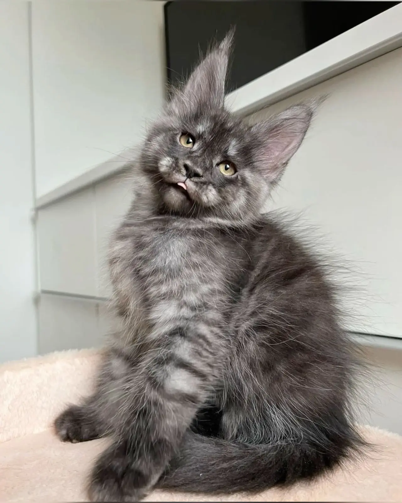 Котофакт дня 🐾

Мейн-куны — одни из самых «разговорчивых» кошек. Они издают не просто мяу, а целую 