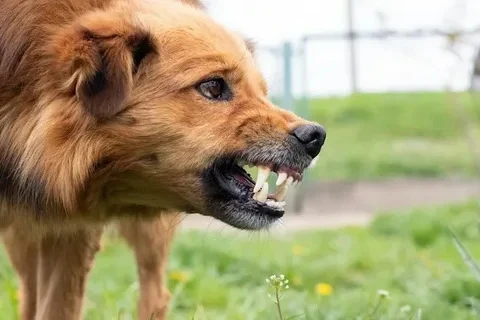 🤬🐶 «Ловил собак сломанным сачком и без перчаток»: в Перми работник службы отлова попа...