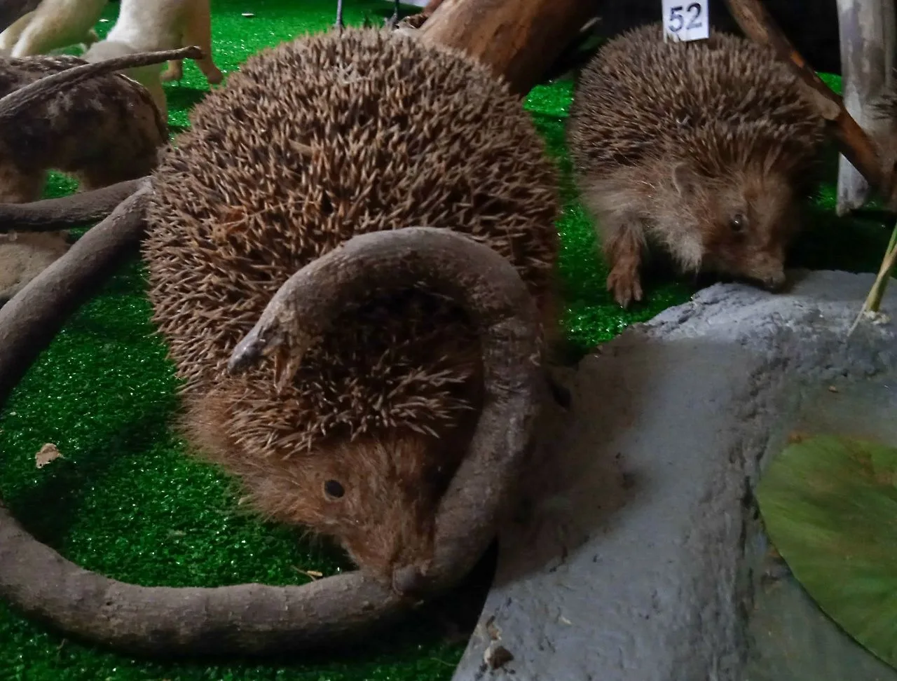🦔 Обыкновенный ёж — один из древнейших млекопитающих на Земле, появившийся более 56 миллионов лет н