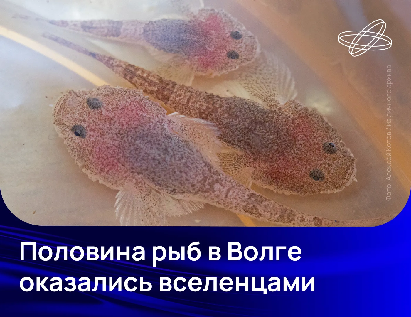 Почти половина видов рыб в некоторых частях реки Волги — вселенцы из Азово-Черноморского бассейна, б