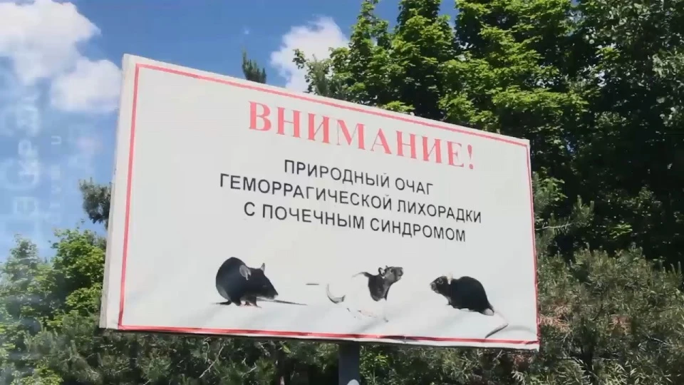 Саратовская область вошла в зону высокого риска по мышиной лихорадке (ГЛПС) в 2026 году, сообщает «К