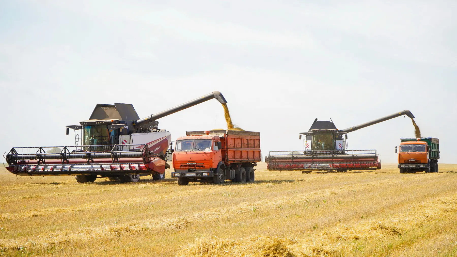 🌾 В регионе набирает обороты уборочная кампания