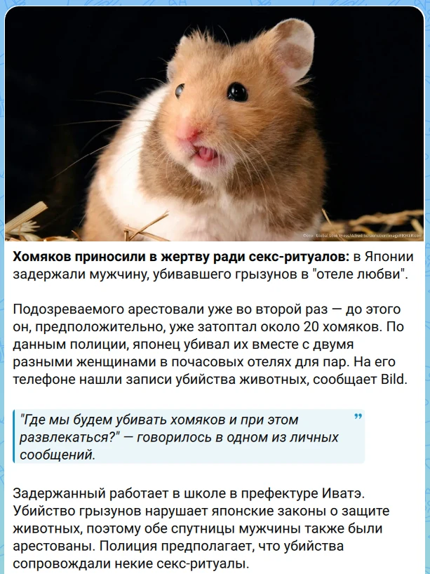 Хомяки. Принесение в жертву. Секс-ритуалы. Все это в одном предложении.