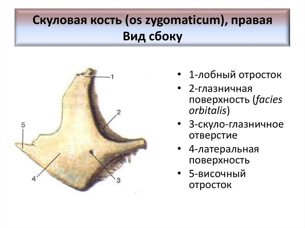 Скуловая кость (os zygomaticum) - парная, имеет следующие поверхности: