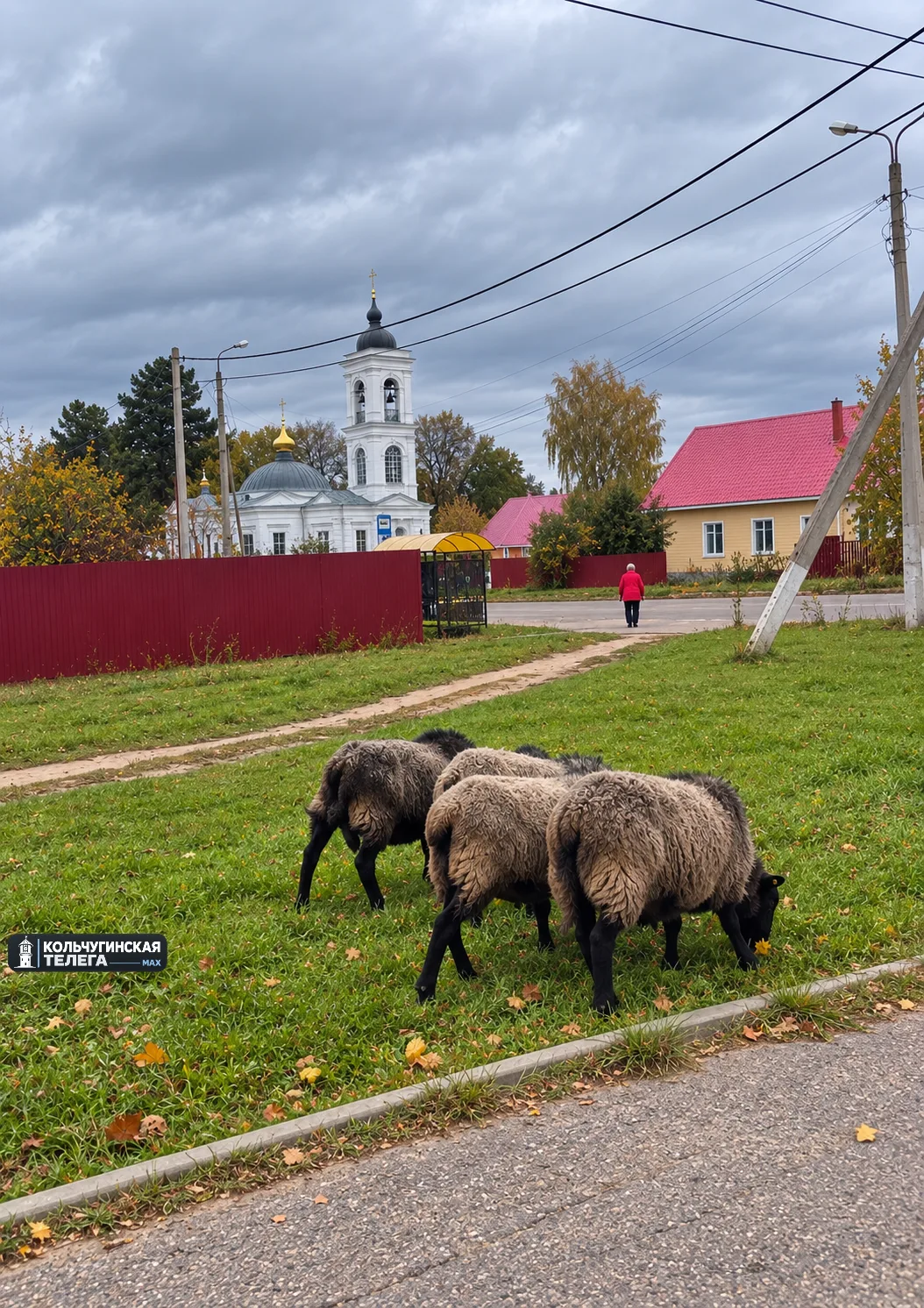 🐏 То козы по городу гуляют, то гуси, то лисы заглядывают… А сегодня — вот такая милота...