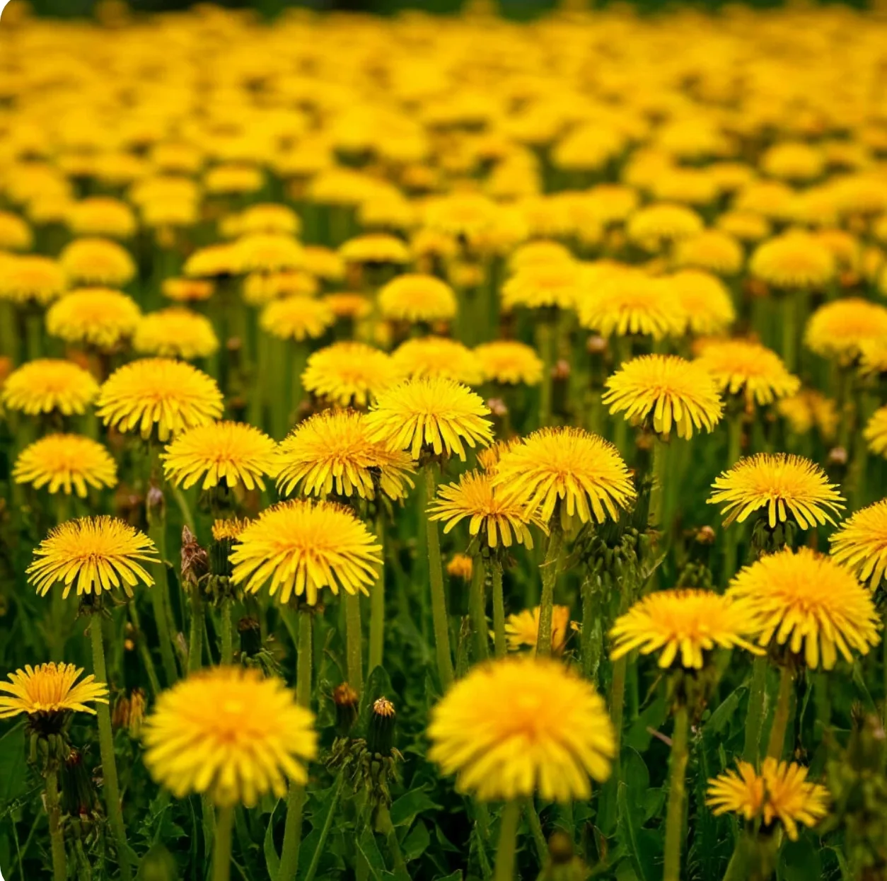 🌼✨ У нас в детском саду настоящий День одуванчиков! ✨🌼