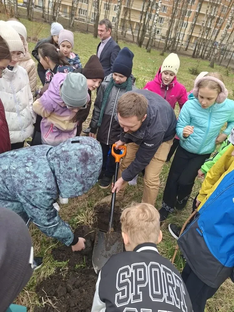 Новое дерево для школьного двора                                                                    