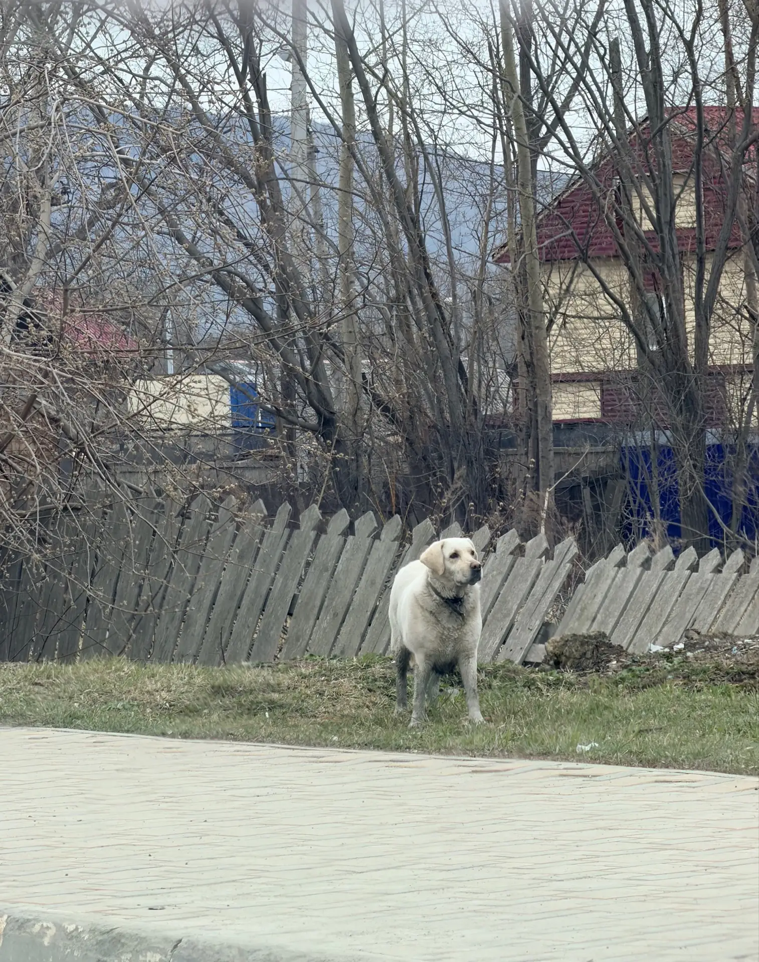 📍В районе остановки Спутник бегает пёс с ошейником и адресником