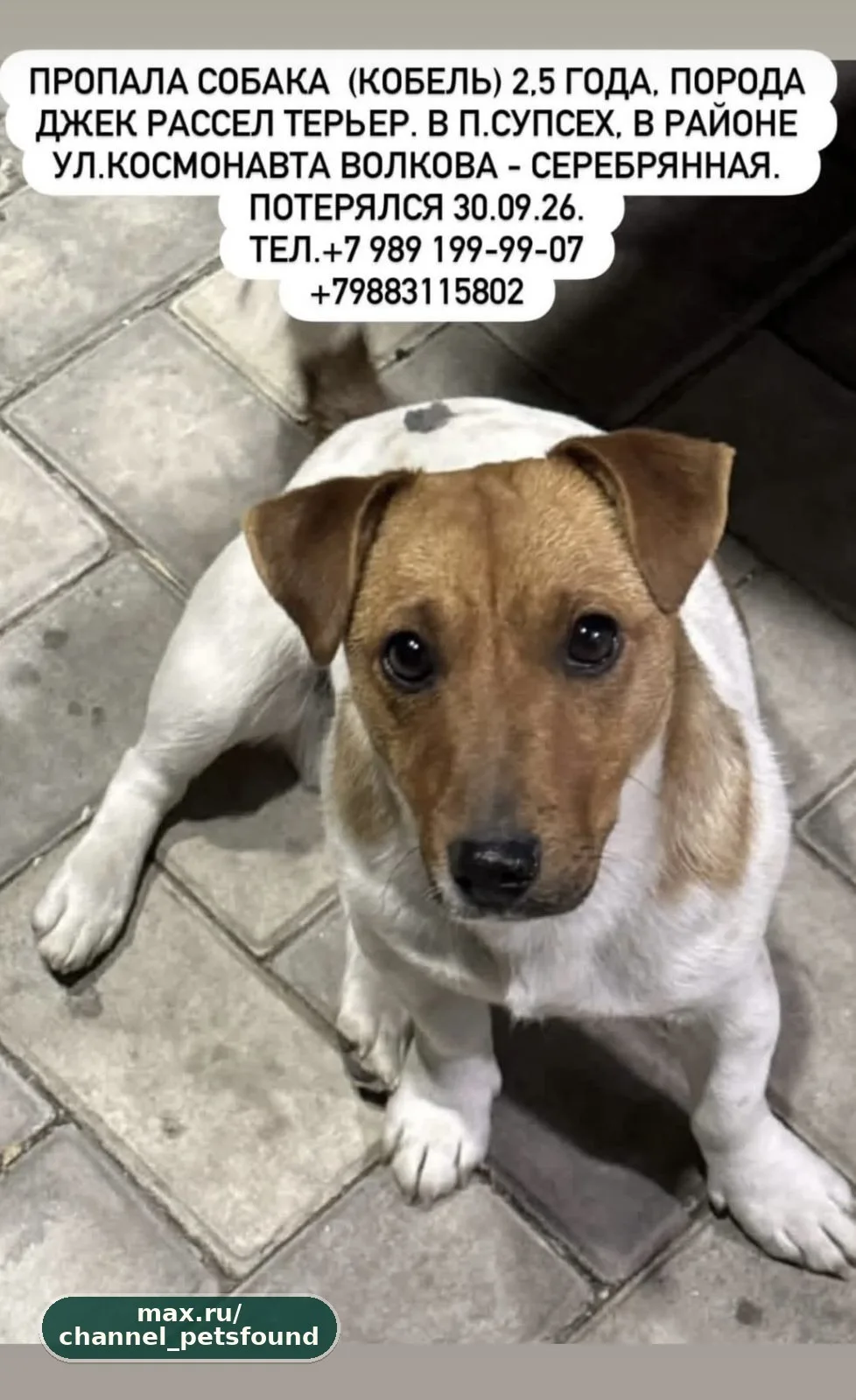 🐾 Пропал питомец — Анапа