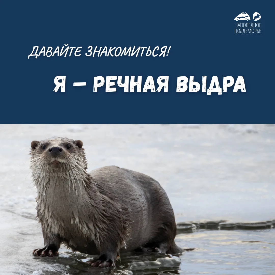 А вот и ответ к публикации со следами! Знали такие факты о речных выдрах?

В материале использованы 