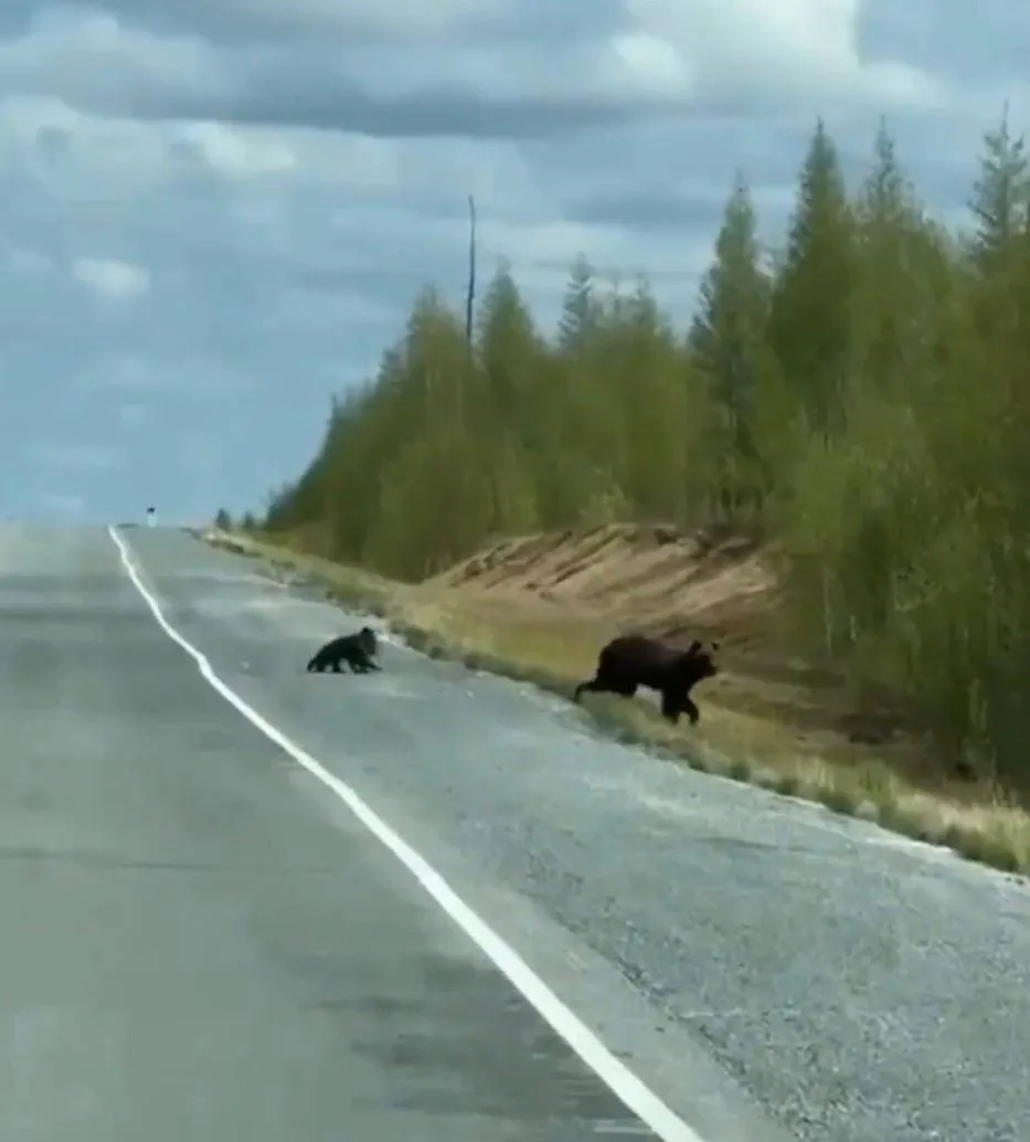 🐻 Медведицу с медвежатами заметили на дороге вблизи Салехарда

Семью бурых медведей сняли на дороге