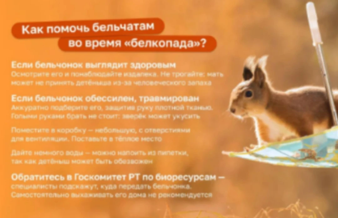 🐿️ В октябре в Татарстане начинается пора «белкопада».
