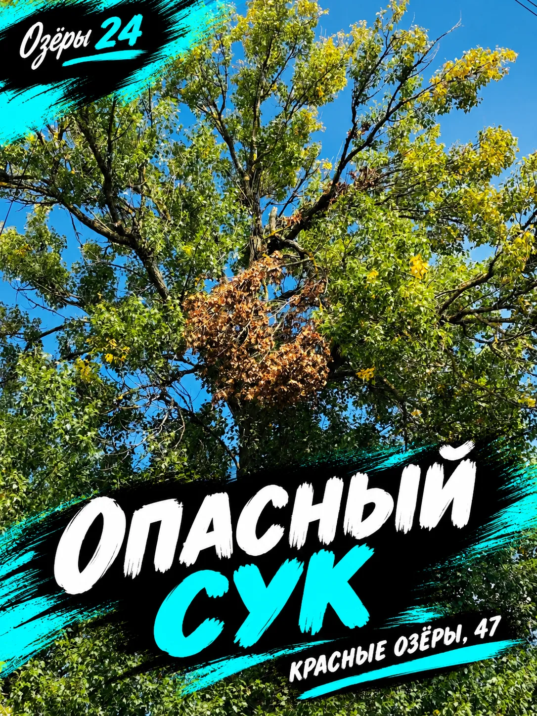 Из предложки: улица Красные Озёры, 47. На тополе сломан сук и висит на ветках — будьте ...