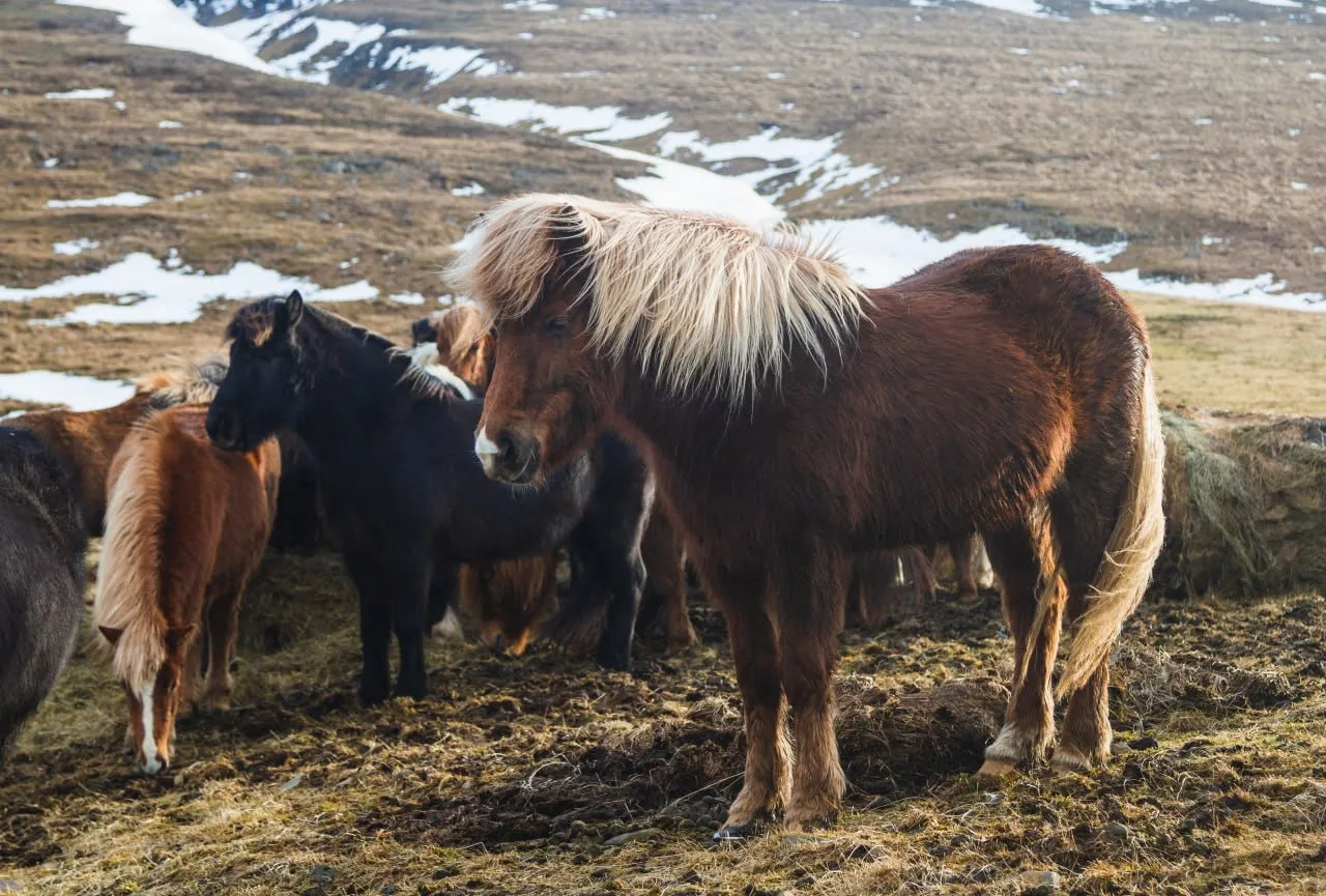🐎 "Das Leben ist kein Ponyhof" 🐎