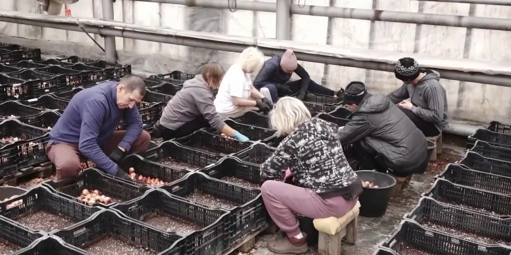 🌷 В Ноябрьске уже готовятся к 8 Марта - начали высаживать тюльпаны!