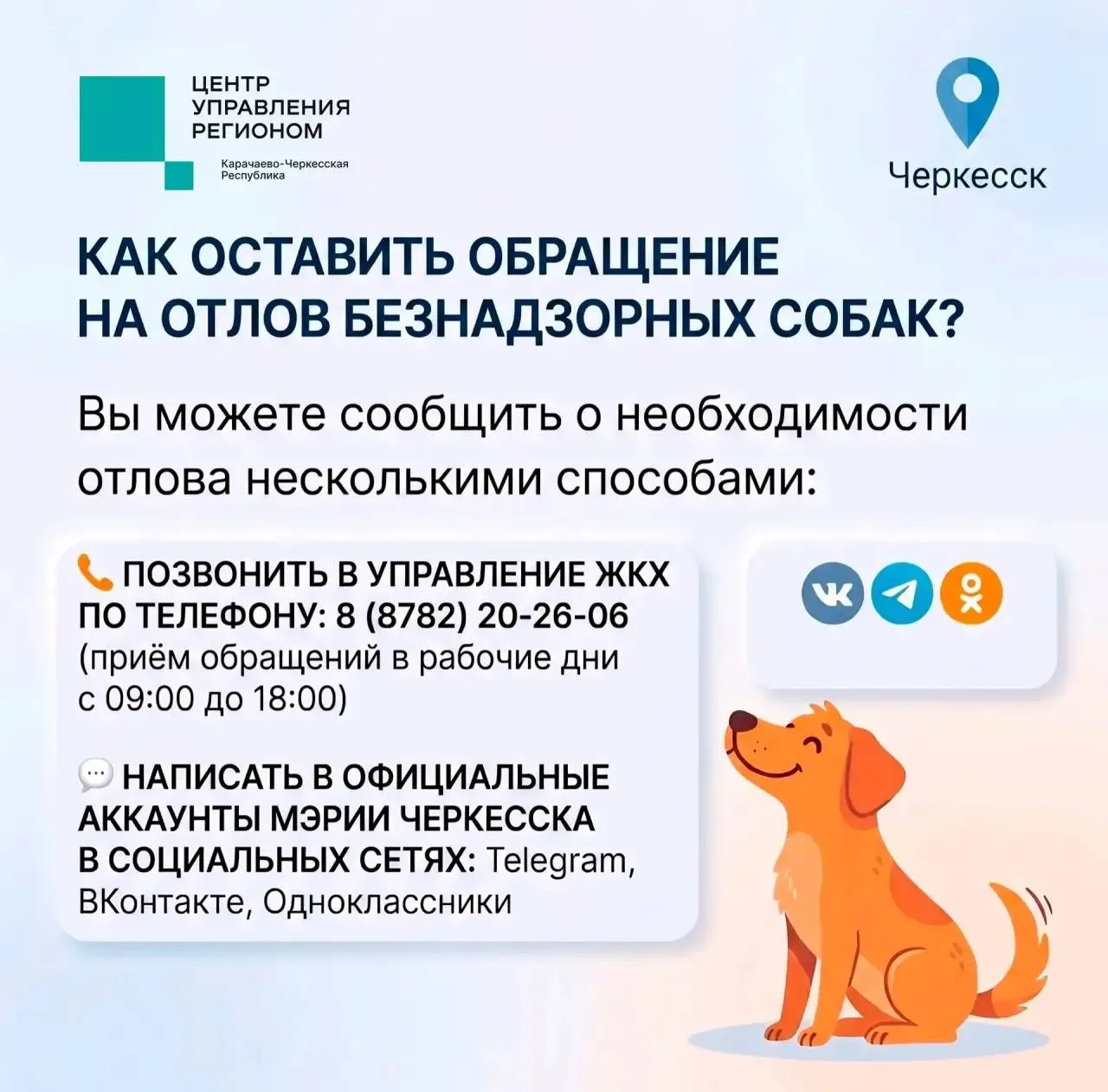 В Черкесске с начала года отловили около 50 безнадзорных собак  🔹Животных направляют в приют временн
