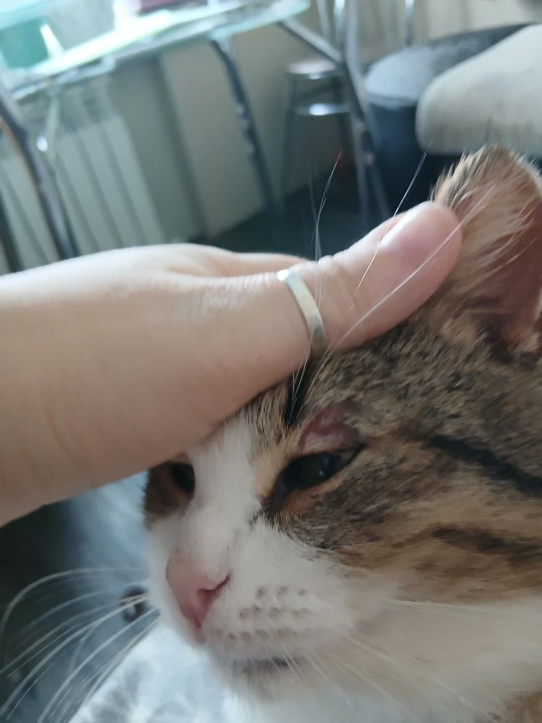 Ещё не март, а кот уже пропадает на улице днями и ночами. 🐱 ушёл на два дня. Пришёл с ...