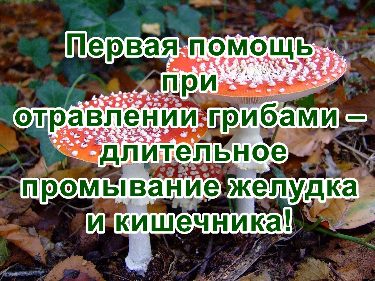 🍄🍄‍🟫 О грибах