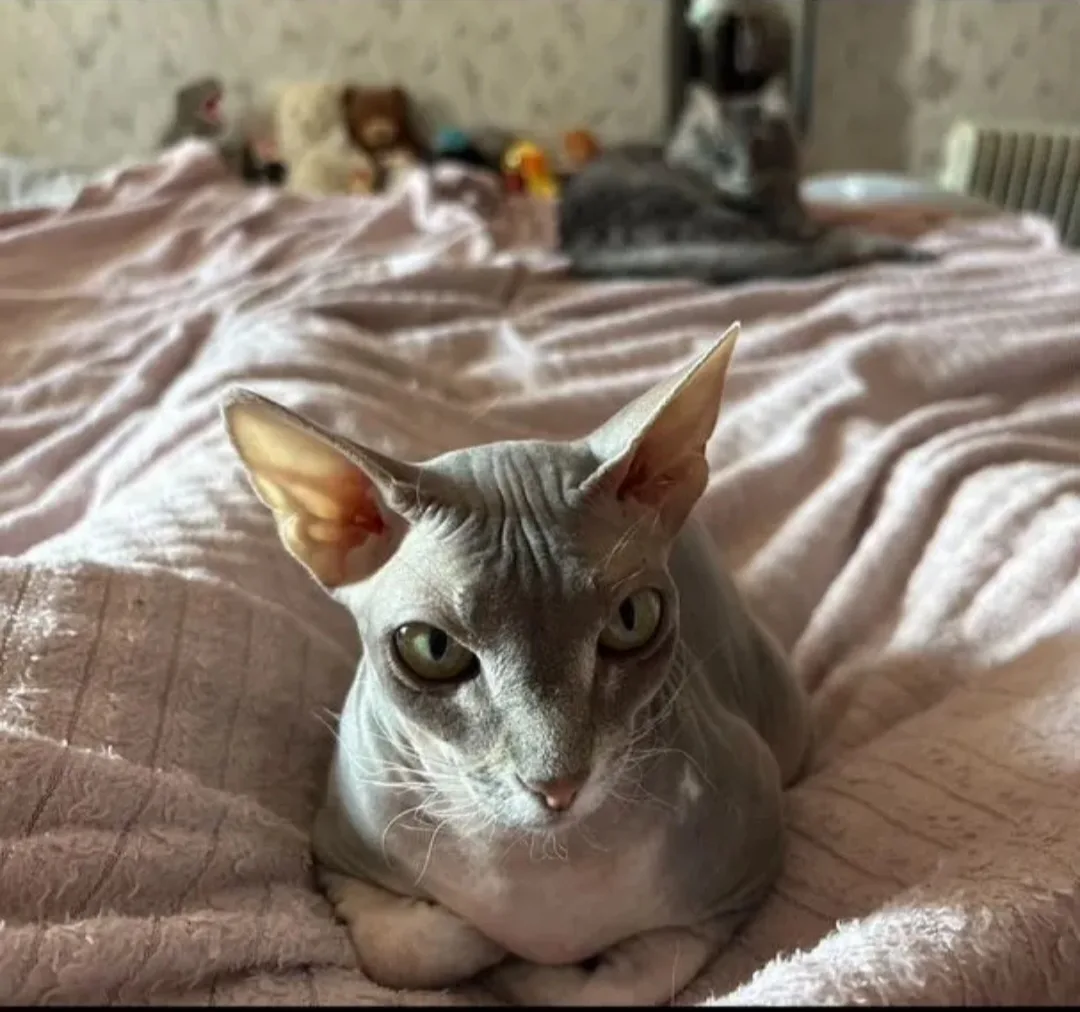 Всем здрасти🐱 это Муся, донской сфинкс, 1,5 годика🤗